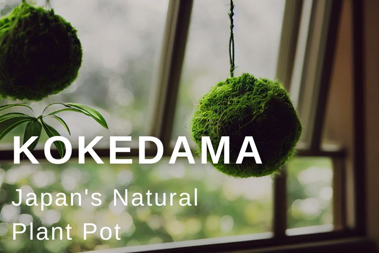 Japan Nakama  The Kokedama: A Japanese Zen Garden in a Ball