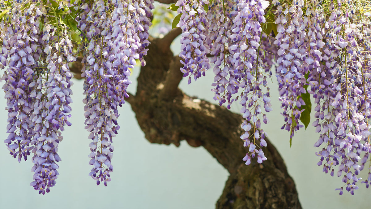 How to Grow Your Japanese Wisteria From Seeds Spirit of Japan