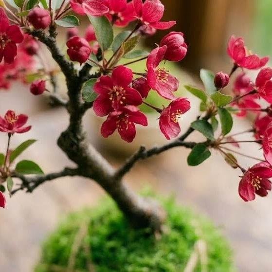 crabapple bonsai tree Kaido Crabapple Kokedama (Grown Bonsai)