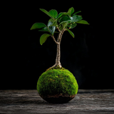 Ginseng Ficus Kokedama (Grown Bonsai)