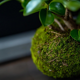 Ginseng Ficus Kokedama (Grown Bonsai)