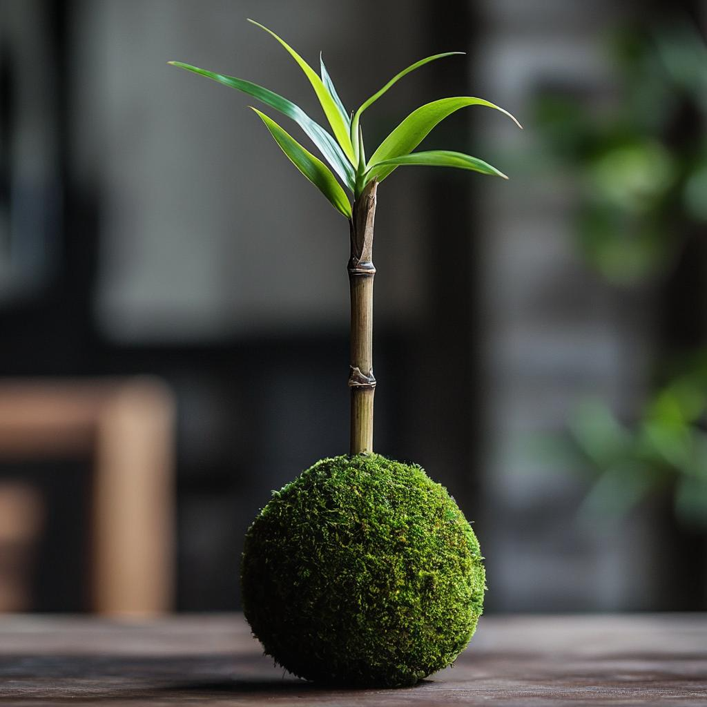 lucky bean bonsai tree Lucky Bamboo Kokedama (Grown Bonsai)