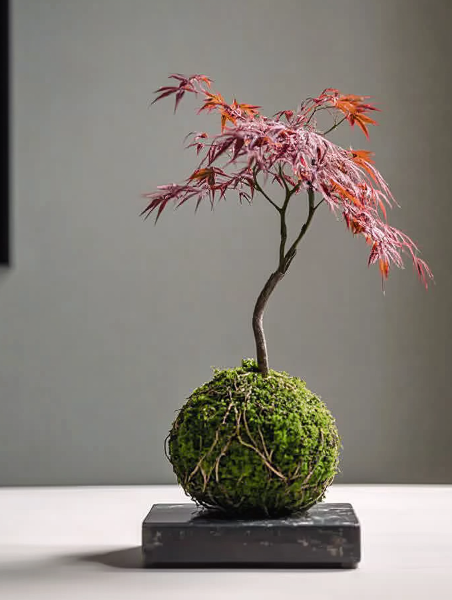 bonsai tree country Momiji Kokedama (Grown Bonsai)