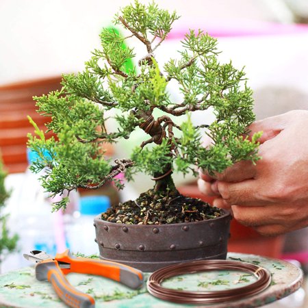wire bonsai tree kit Black Bonsai Training Wire