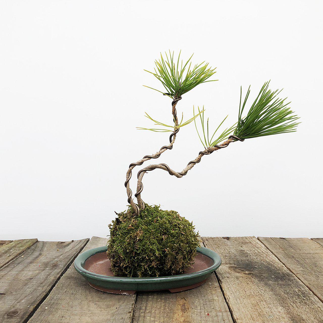 bonsai kostka Kokedama Moss Ball Bonsai Planter