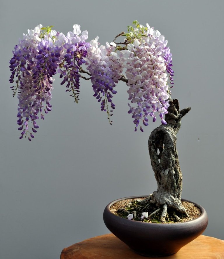 bonsai trees from japan Mysterious Wisteria Bonsai
