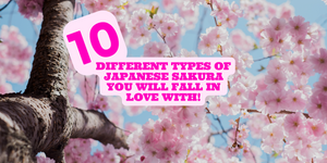 10 verschiedene Arten japanischer Sakura, in die Sie sich verlieben werden
