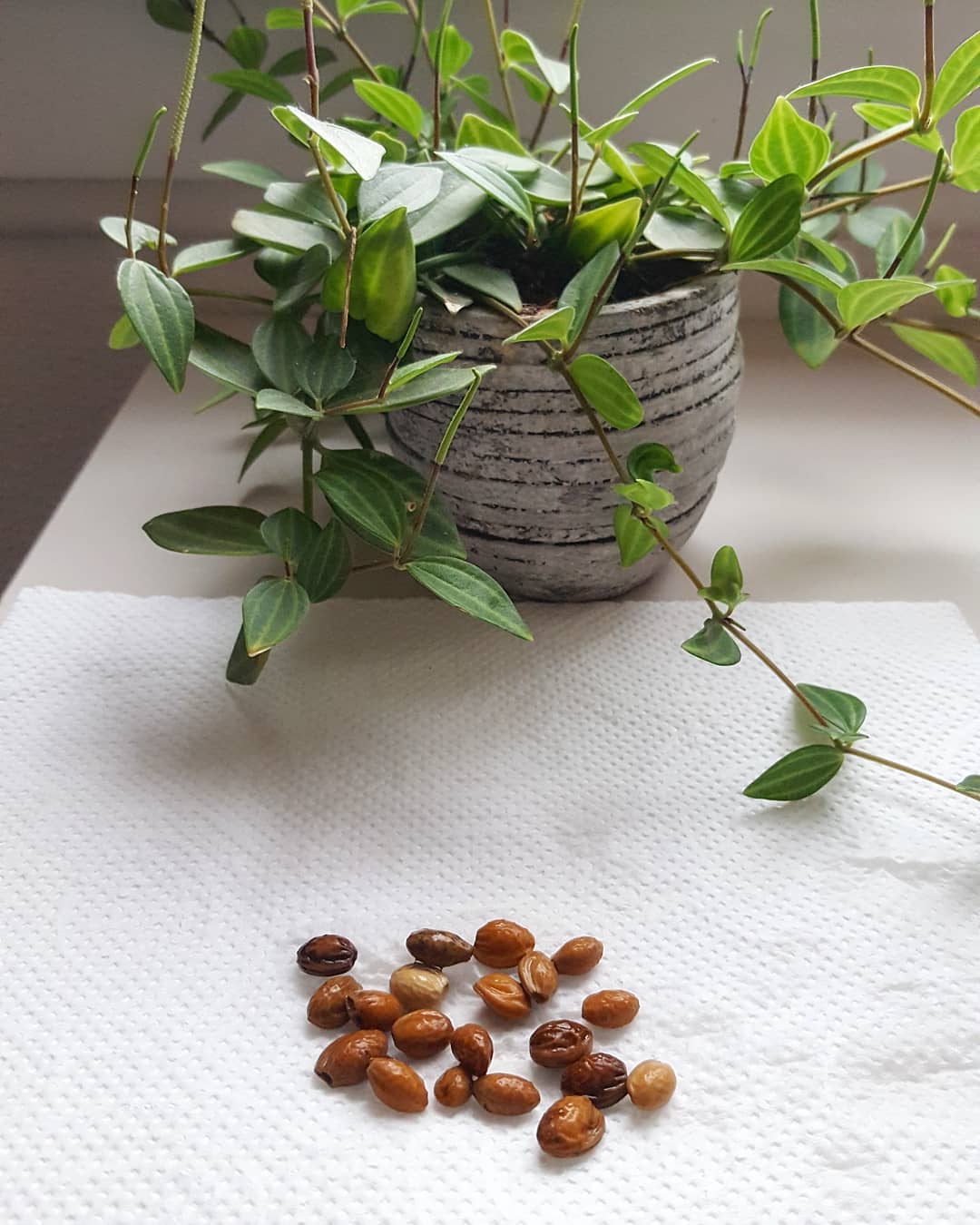 Growing Your Sakura - From Seed To Sapling