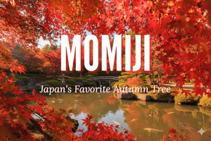 Japanese Momiji Maple Trees: The Perfect Addition to Your Garden