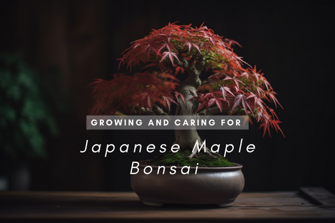 The Art of Growing and Caring for Japanese Maple Bonsai Trees