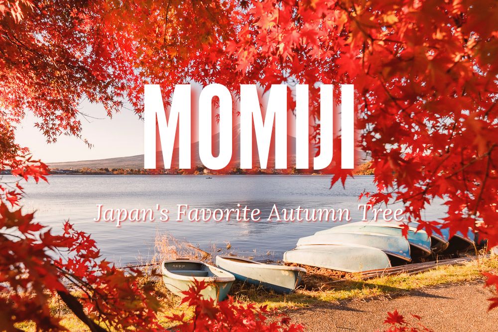 Árboles de arce japonés Momiji: el complemento perfecto para su jardín