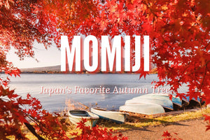 Japanese Momiji Maple Trees: The Perfect Addition to Your Garden