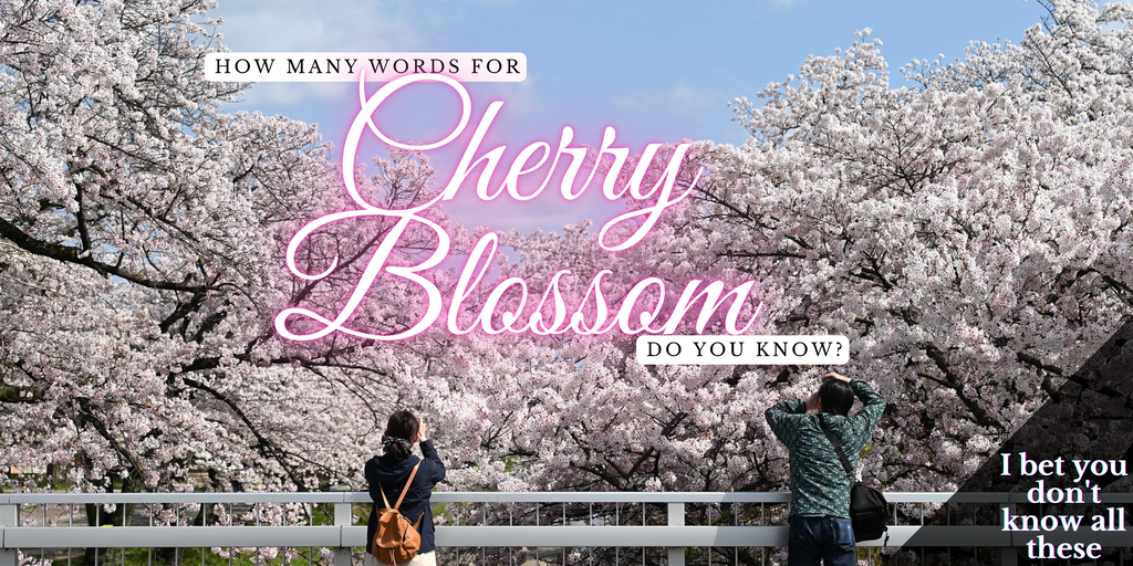 Japan liebt Sakura so sehr, dass es mehr als 70 Wörter für Kirschblüten gibt
