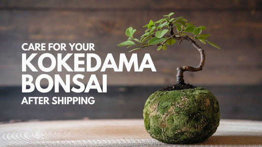 How to Care for Your Kokedama Bonsai After Shipping: A Recovery Guide