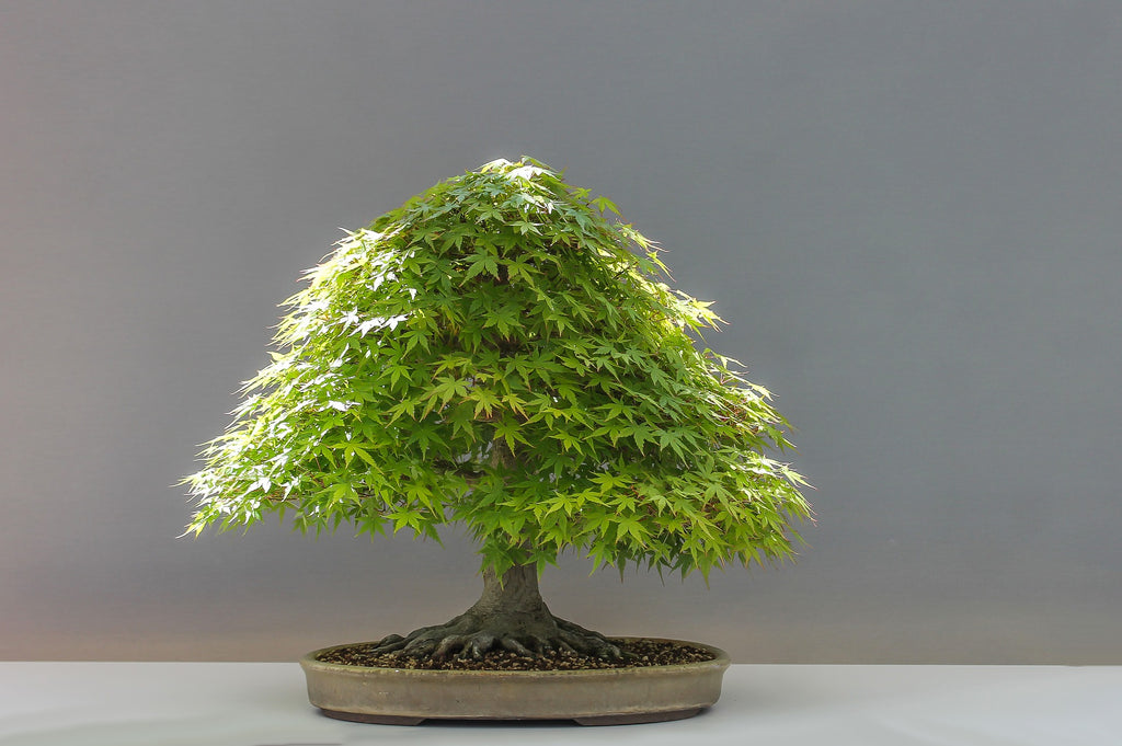 Todo lo que necesitas saber sobre el bonsái de arce japonés (Momiji)