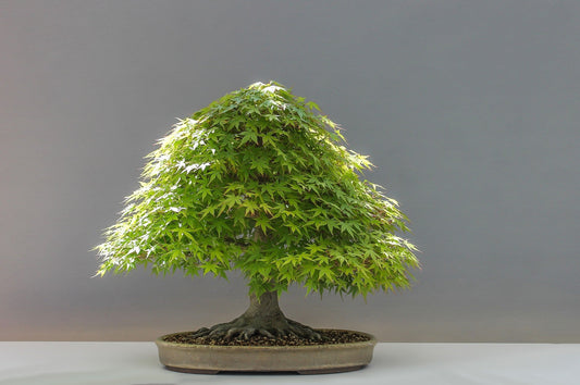 Everything You Need To Know About Japanese Maple Bonsai (Momiji)