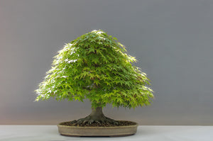 Alles, was Sie über Japanischen Ahorn-Bonsai (Momiji) wissen müssen