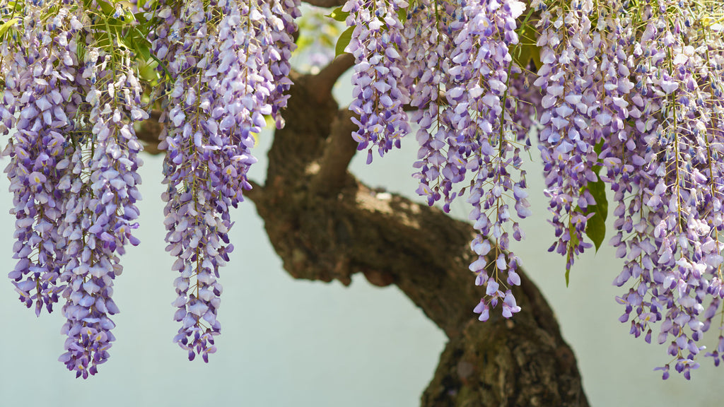 Cómo hacer crecer tu glicinia: desde la semilla hasta un árbol en flor