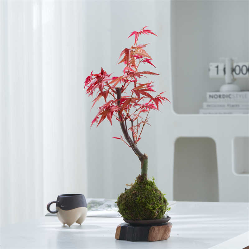 kokedama bonsai tree Momiji Kokedama (Grown Bonsai)