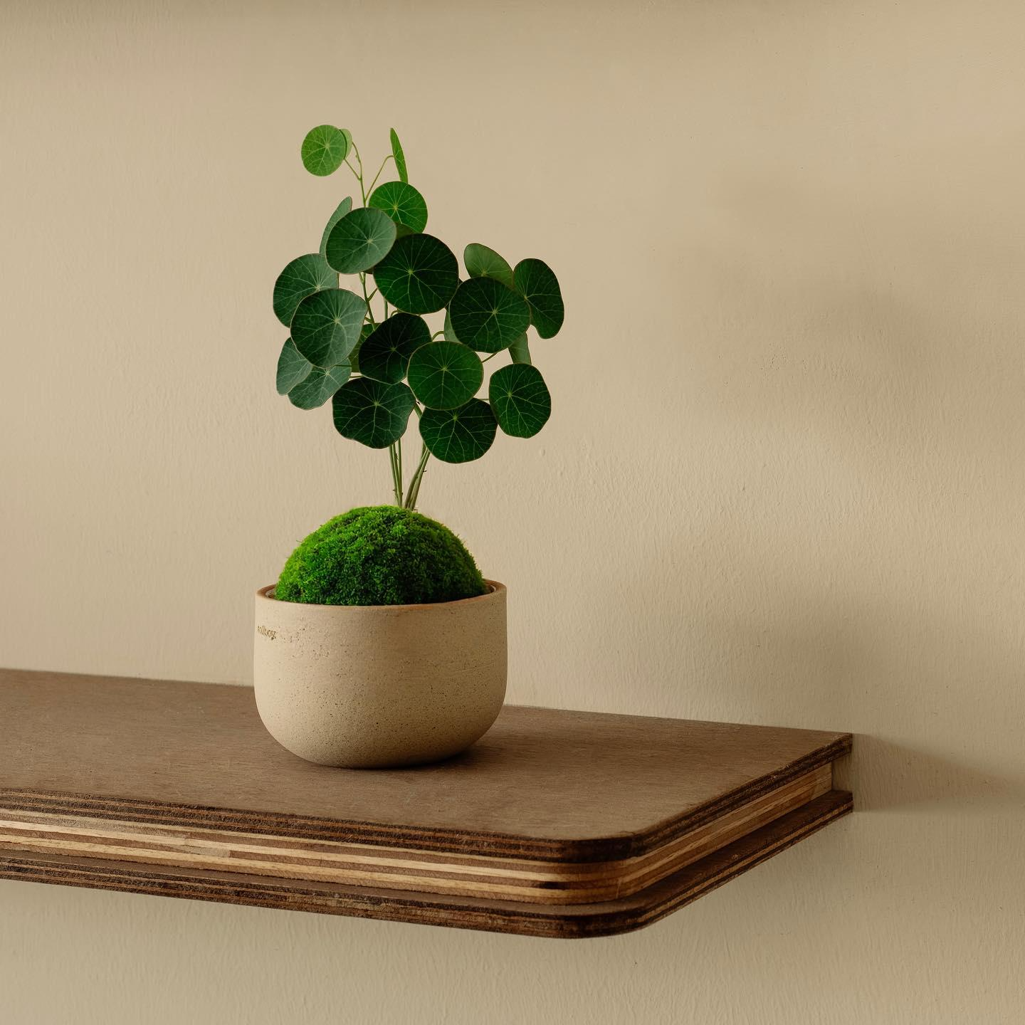 scientia est potentia リンゴ インテリア Stephania Erecta Kokedama (Grown Bonsai) | Spirit of Japan