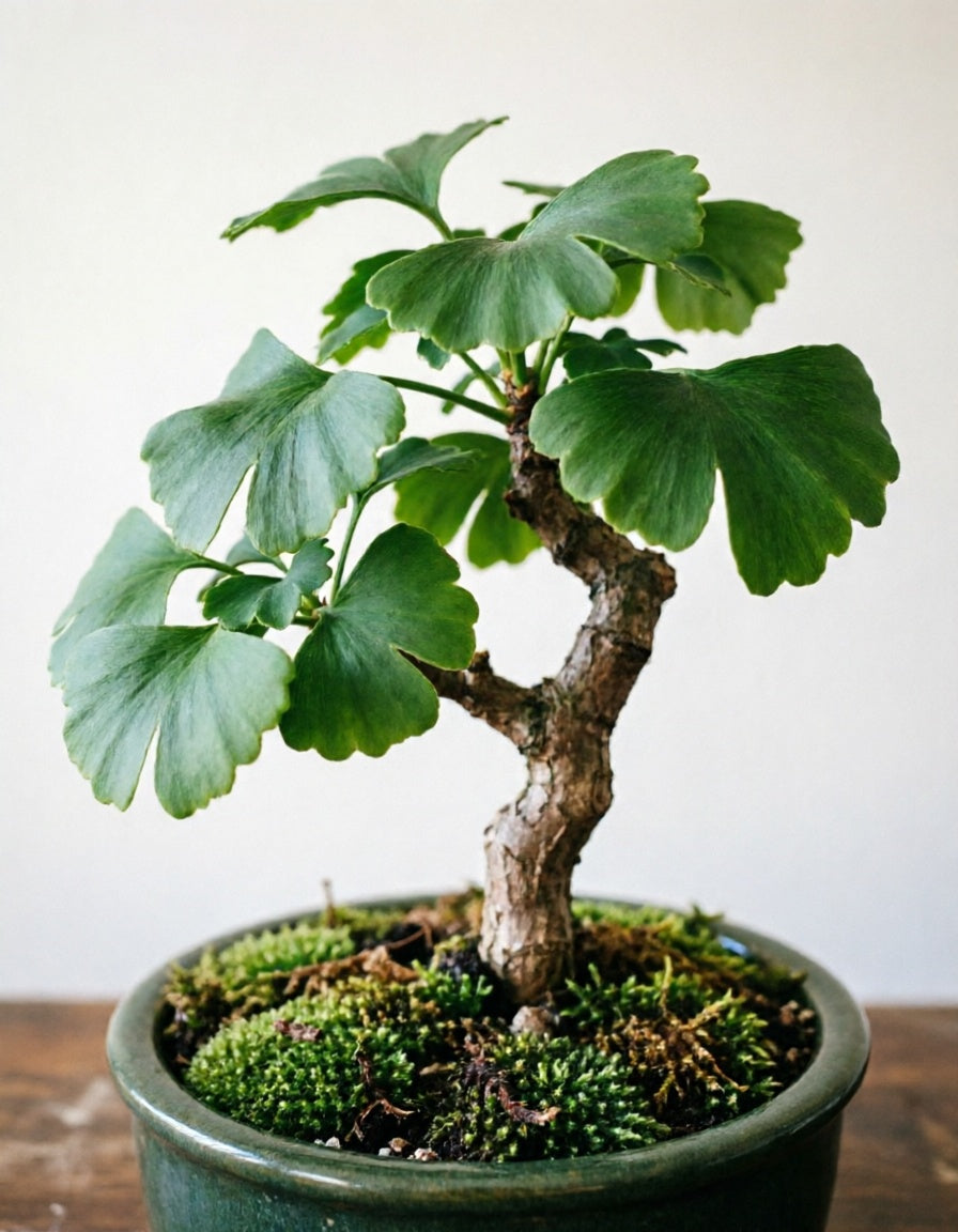 Vibrant Fan Leaf Gingko