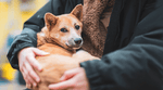 Donate to Peace Winds Japan – 100% of Your Gift Goes to Help