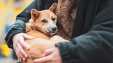 Donate to Peace Winds Japan – 100% of Your Gift Goes to Help