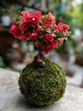 Bougainvillea Kokedama (Grown Bonsai)