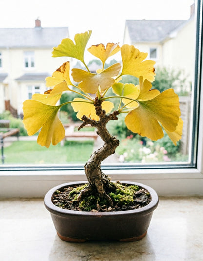 Vibrant Fan Leaf Gingko