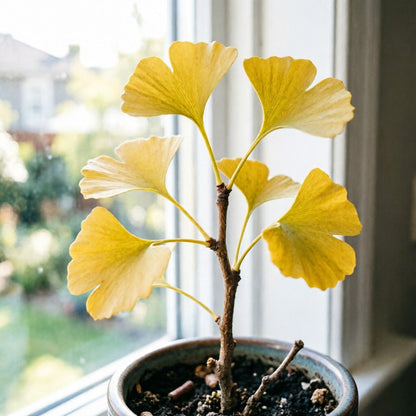 Vibrant Fan Leaf Gingko