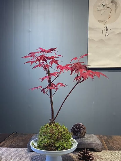 Momiji Kokedama (Grown Bonsai)
