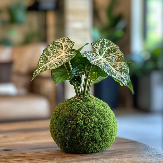 Alocasia 'Silver Dragon' Kokedama (Grown Bonsai)