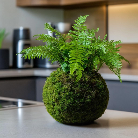 Boston Fern Kokedama (Grown Bonsai)