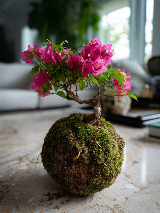 Bougainvillea Kokedama (Grown Bonsai)
