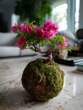 Bougainvillea Kokedama (Grown Bonsai)