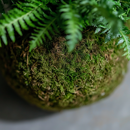 Boston Fern Kokedama (Grown Bonsai)