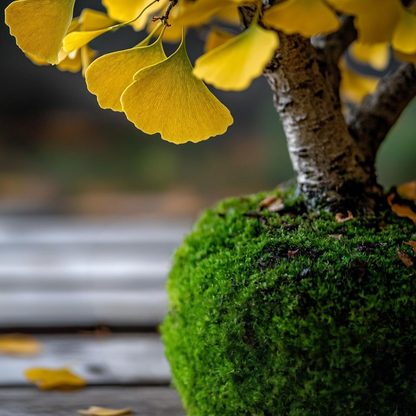 Gingko Tree Kokedama (Grown Bonsai)