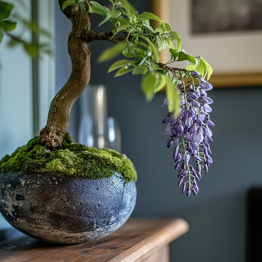Wisteria Kokedama (Grown Bonsai)