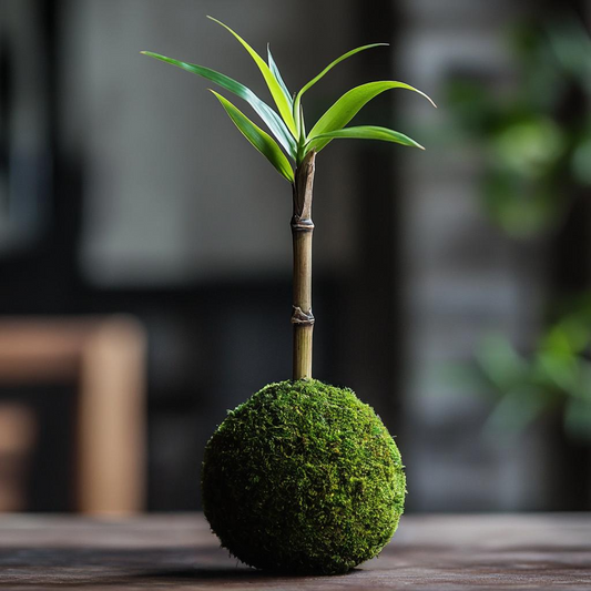 Lucky Bamboo Kokedama (Grown Bonsai)