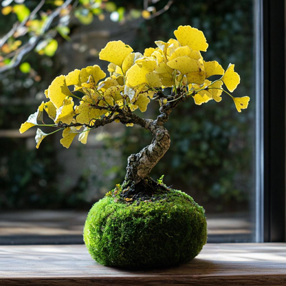 Gingko Tree Kokedama (Grown Bonsai)