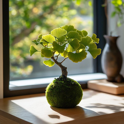 Gingko Tree Kokedama (Grown Bonsai)