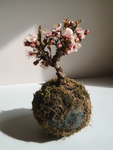 Ume Plum Blossom Kokedama (Grown Bonsai)