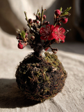 Ume Plum Blossom Kokedama (Grown Bonsai)