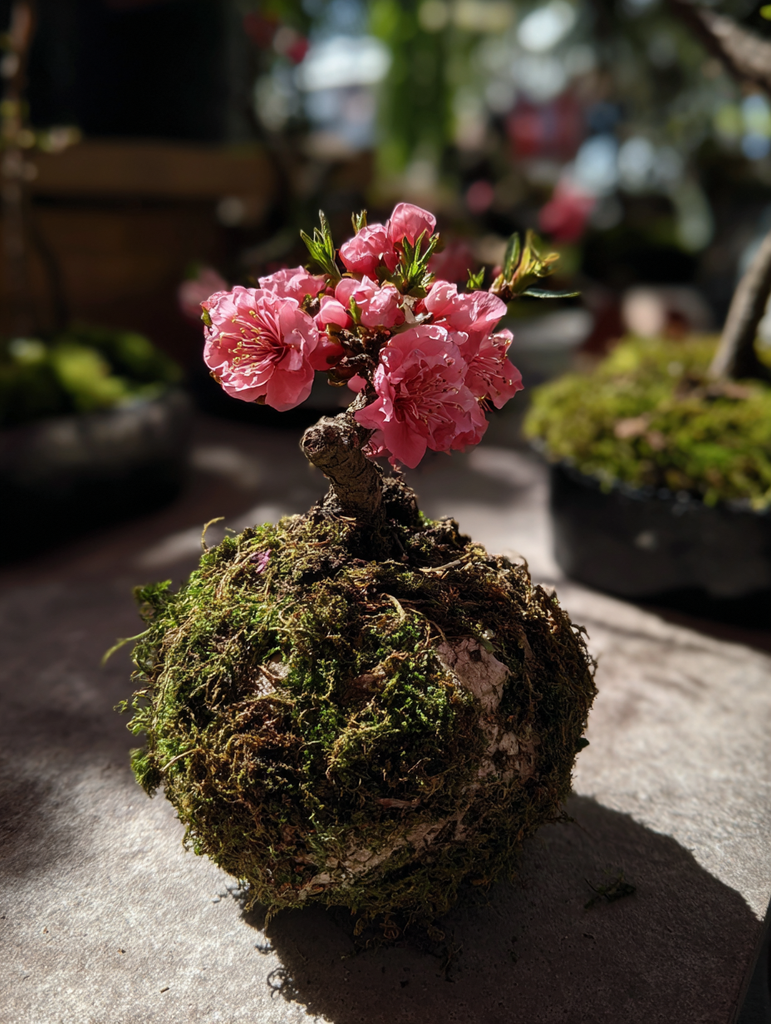 Ume Plum Blossom Kokedama (Grown Bonsai) | Spirit of Japan