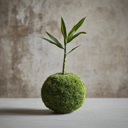 Lucky Bamboo Kokedama (Grown Bonsai)