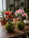 Bougainvillea Kokedama (Grown Bonsai)