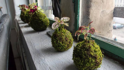 moss ball bonsai tree Kokedama Moss Ball Bonsai Planter