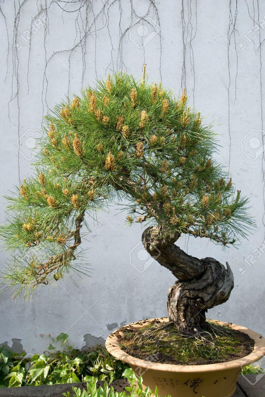 bonsai pine tree Osaka Bonsai Pine Tree