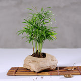Bonsai Stone Planter