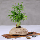 Bonsai Stone Planter